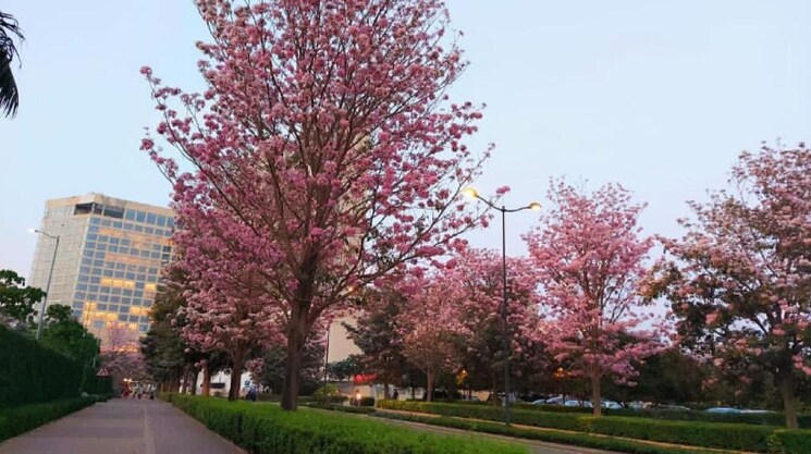 Garden, bhartiya-nikoo-homes 2.5 Bedroom 1265 Sq.Ft. Apartment In Thanisandra Main Road Bangalore 9314086