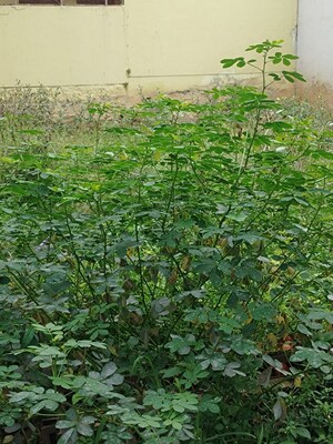 Plot Area in  Plot at Btm Layout – for Sale