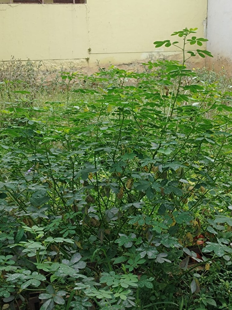 undefined, btm layout  1200 Sq.Ft. Plot In Btm Layout Bangalore 9318622