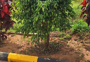 Plot For Sale in Hoskote Malur Road