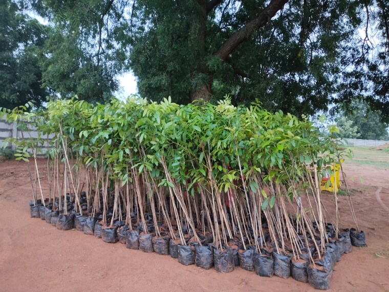 undefined, shadnagar  242 Sq.Yd. Plot In Shadnagar Hyderabad 9323500