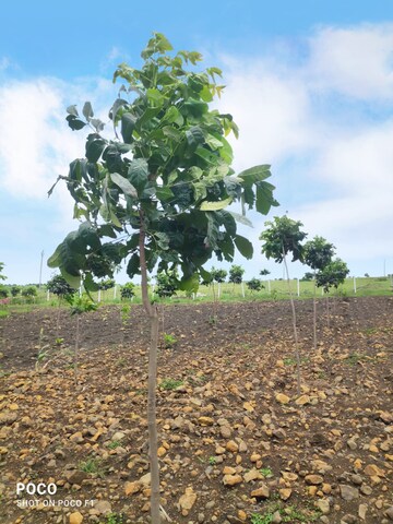 Plot Area in  Plot at Narayankhed – for Sale