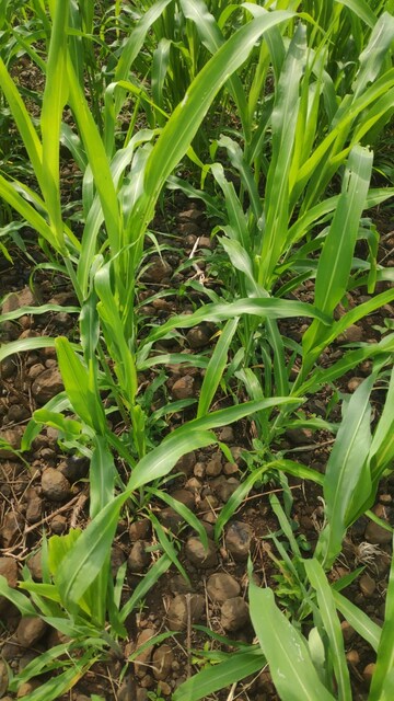  Plot – Exterior View View at Narayankhed - for Sale