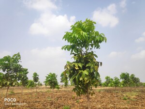  Plot – Garden View at Narayankhed - for Sale