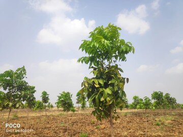  Plot – Garden View at Narayankhed - for Sale