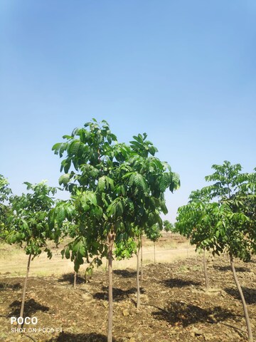 Plot Area in  Plot at Narayankhed – for Sale