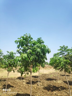 Plot Area in  Plot at Sangareddy – for Sale