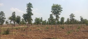 Plot Area in  Plot at Sangareddy – for Sale
