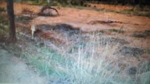  Plot For Sale in Dollars Colony