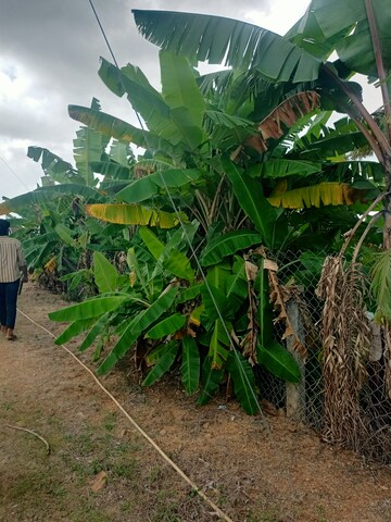  Plot For Sale in Agapally