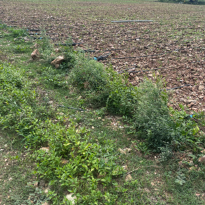  Land – Garden View at Vijayawada One Town - for Sale