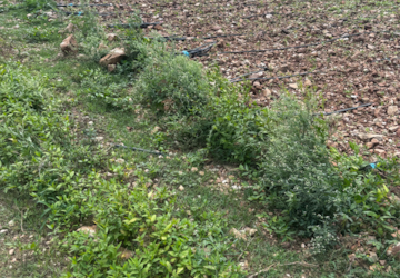 Land – Garden View at Vijayawada One Town - for Sale