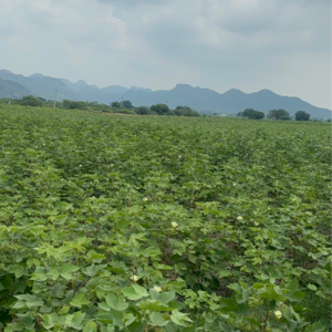 Plot Area in  Land at Vijayawada One Town – for Sale