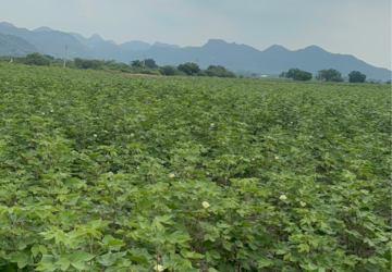 Plot Area in  Land at Vijayawada One Town – for Sale