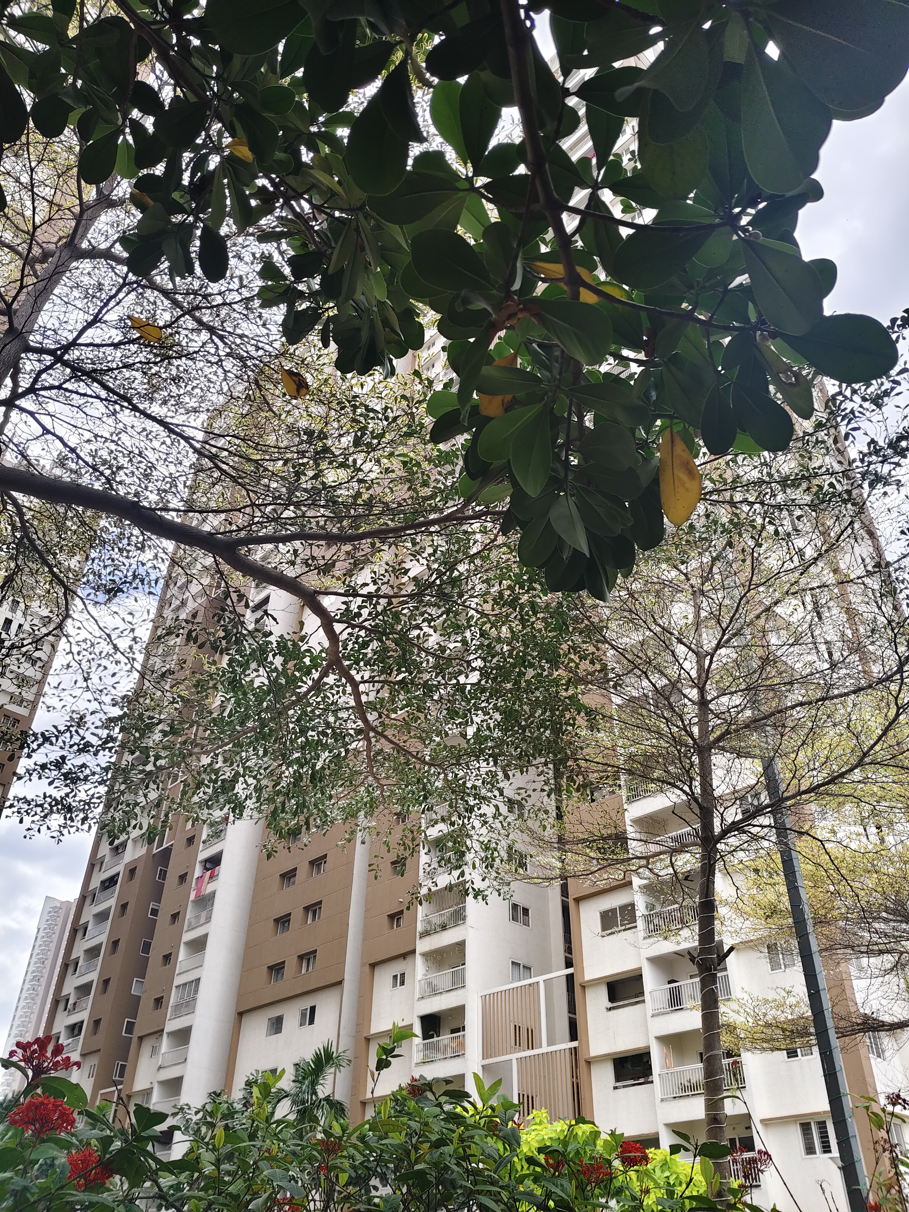 3 BHK + Pooja Room Apartment For Rent in My Home Mangala