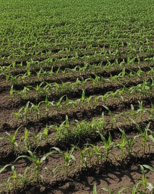  Land For Rent in Super Corridor