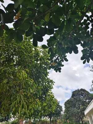 2 BHK Apartment For Rent in Rajapushpa Provincia, Narsingi