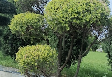 Plot – Garden View at Kailasha Enclave, Sultanpur Road - for Sale