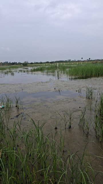  Plot – Garden View at Silani Chowk - for Sale