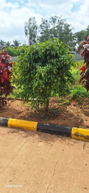  Plot – Garden View at Hoskote Malur Road - for Sale