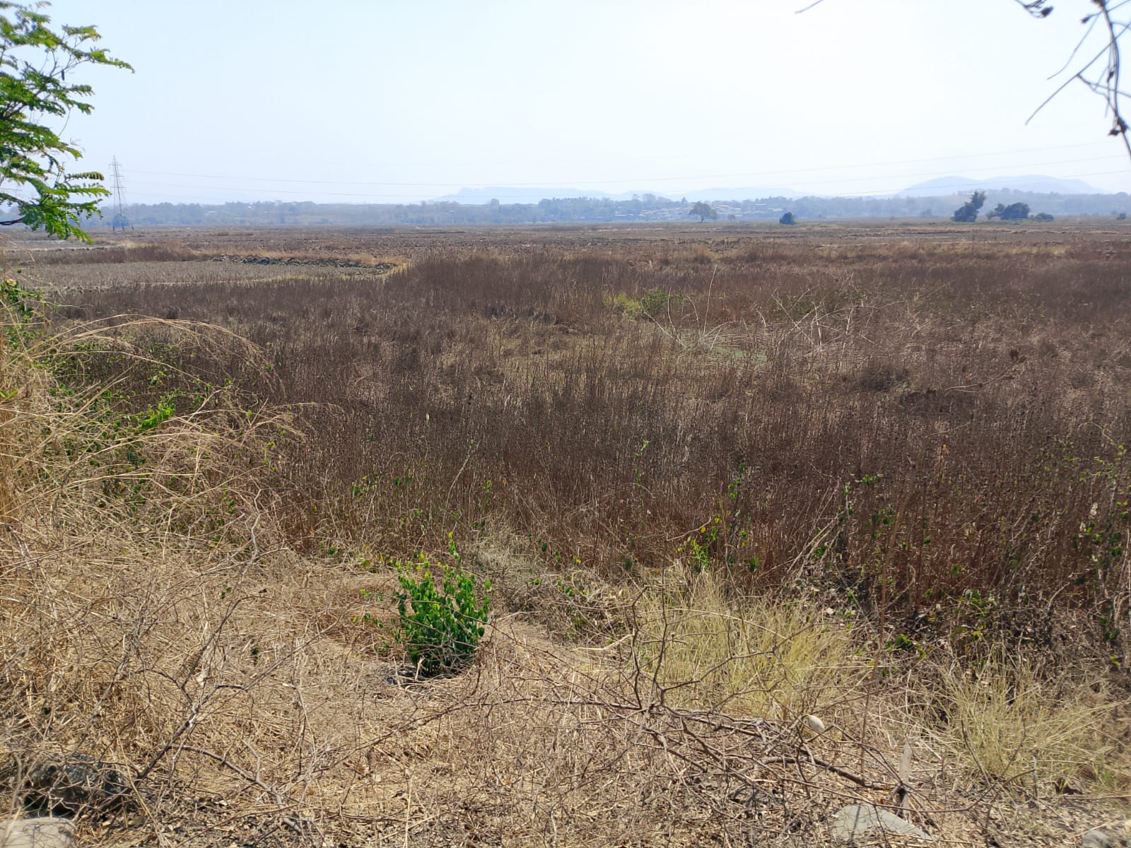 Plot For Sale in Dronagiri
