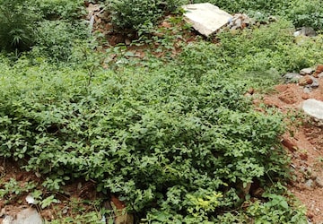 Plot For Sale in Lb Nagar
