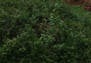 Plot For Sale in Electronic City Phase ii