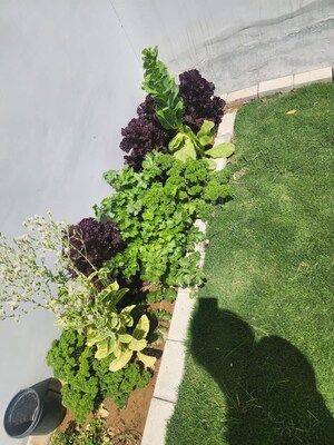 2 BHK Independent House – Garden View at DLF Alameda, Sector 73 - for Rent