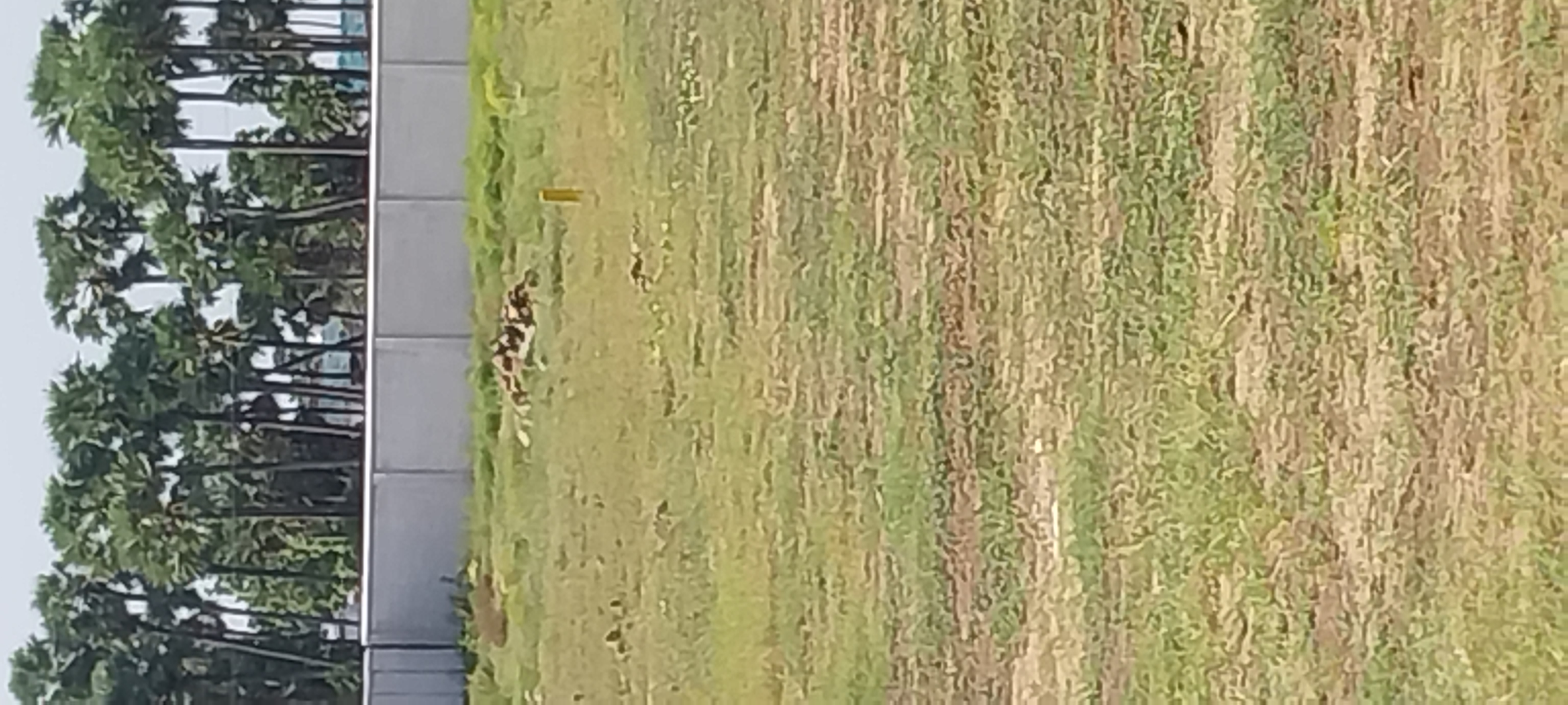 Plot For Sale in Bachupally