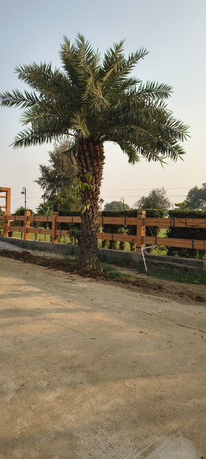  Plot – Exterior View View at Sujanpur - for Sale