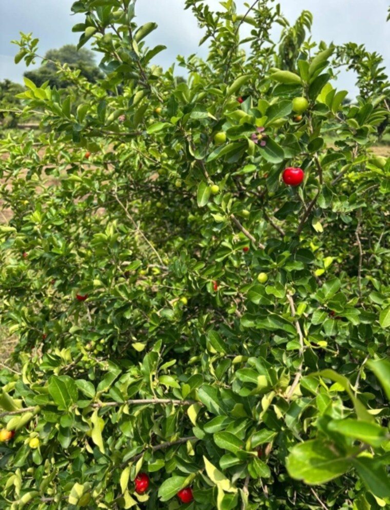 Garden, sangareddy  133 Sq.Yd. Plot In Sangareddy Hyderabad 9350873