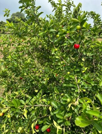 Plot For Sale in Sangareddy