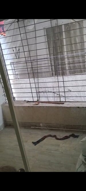 Balcony in 1 BHK Builder Floor at Narhe – for Rent