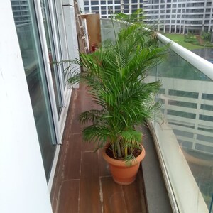 3 BHK Apartment For Rent in Enpar Lotus Residency, Empire Mill