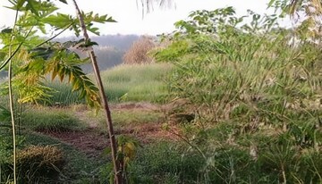 Plot For Sale in Kalyani