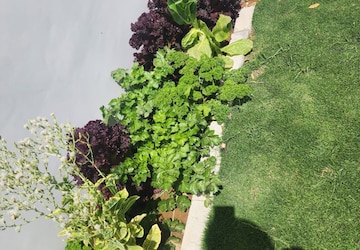 Plot – Garden View at DLF Alameda, Sector 73 - for Rent