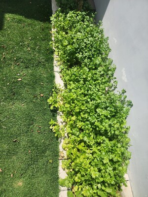  Plot – Garden View at DLF Alameda, Sector 73 - for Rent