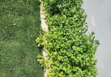 Plot – Garden View at DLF Alameda, Sector 73 - for Rent