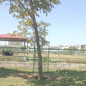 Plot Area in  Plot at Sector 66 B – for Sale