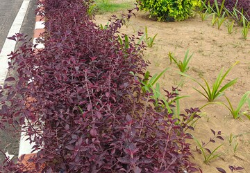 Plot – Garden View at Chittora - for Sale