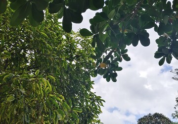 3 BHK Apartment For Rent in My Home Mangala, Kondapur