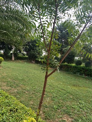  Plot For Sale in Jewar