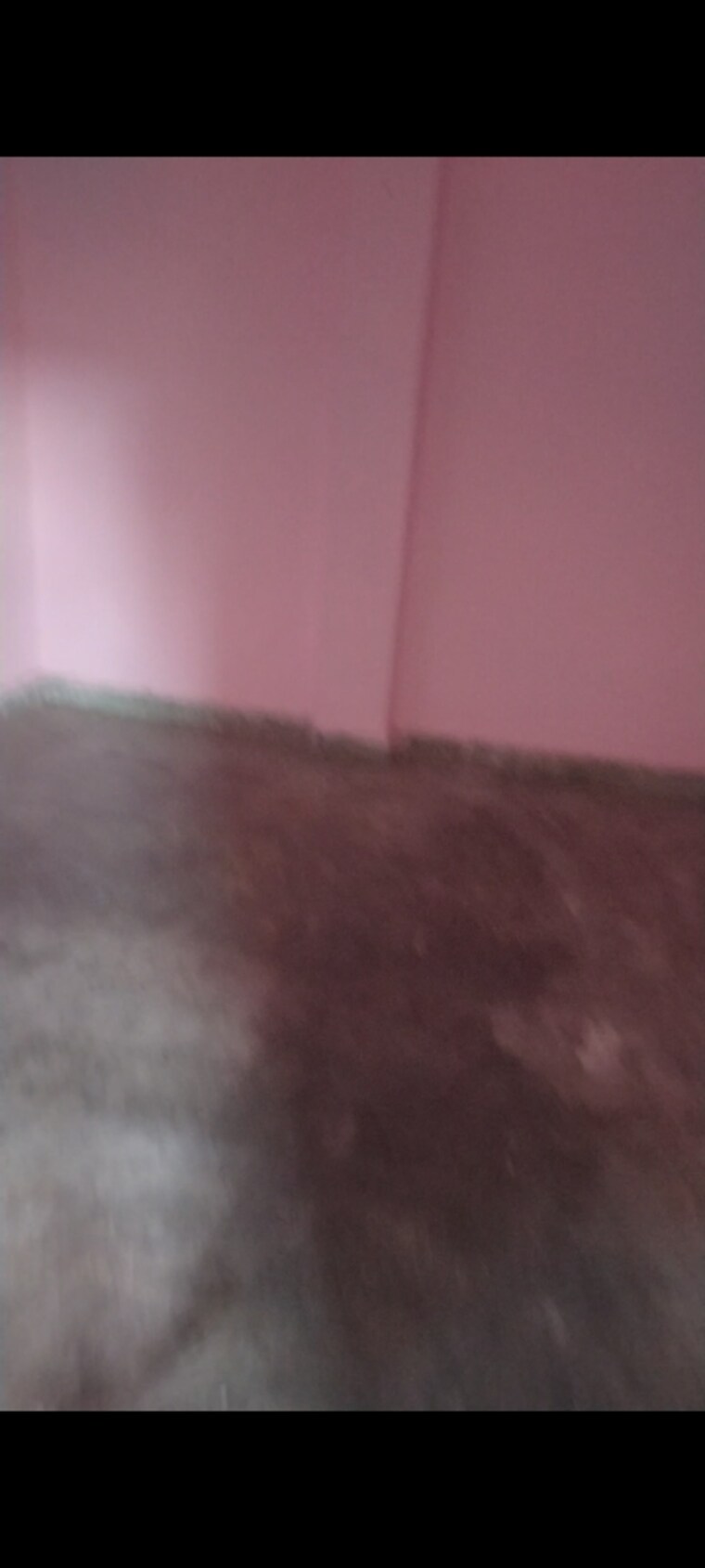 Room, sadarpur 2 Bedroom 600 Sq.Ft. Independent House In Sadarpur Noida 9375693