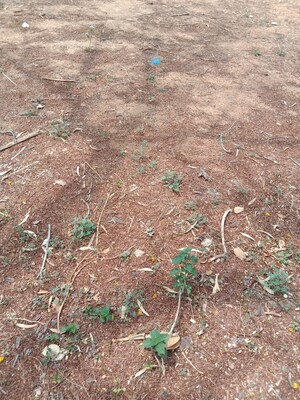 Plot Area in  Plot at Boduppal – for Sale