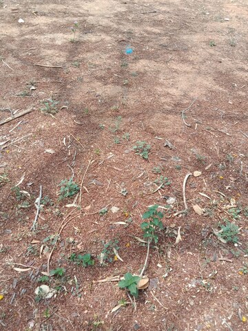 Plot Area in  Plot at Boduppal – for Sale