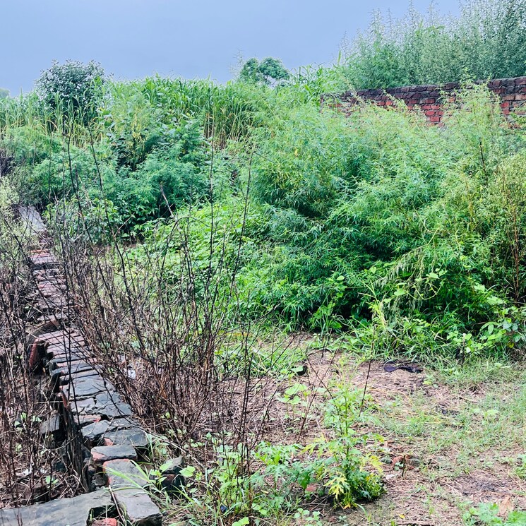 undefined, dadri  125 Sq.Yd. Plot In Dadri Greater Noida 9378826