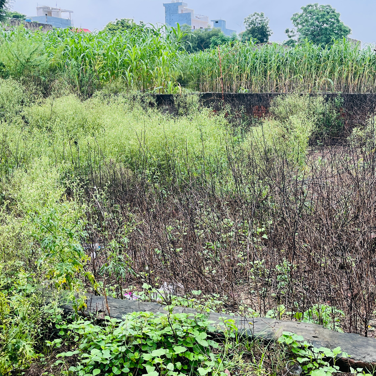 Plot For Sale in Dadri