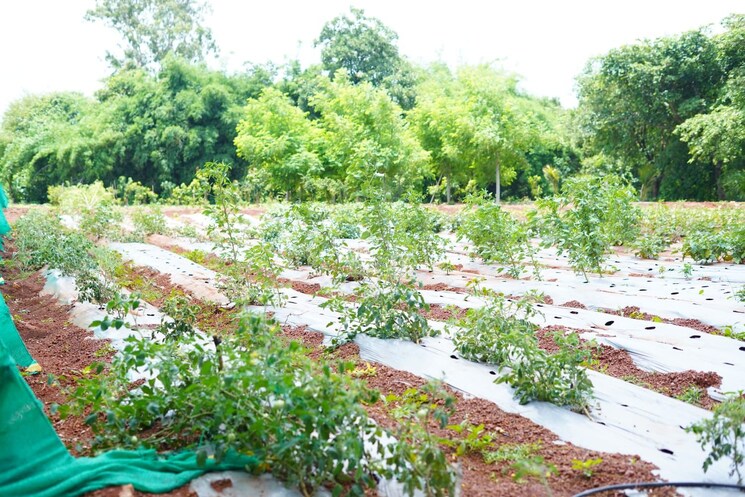 Garden, shankarpalli  185 Sq.Yd. Plot In Shankarpalli Hyderabad 9379217