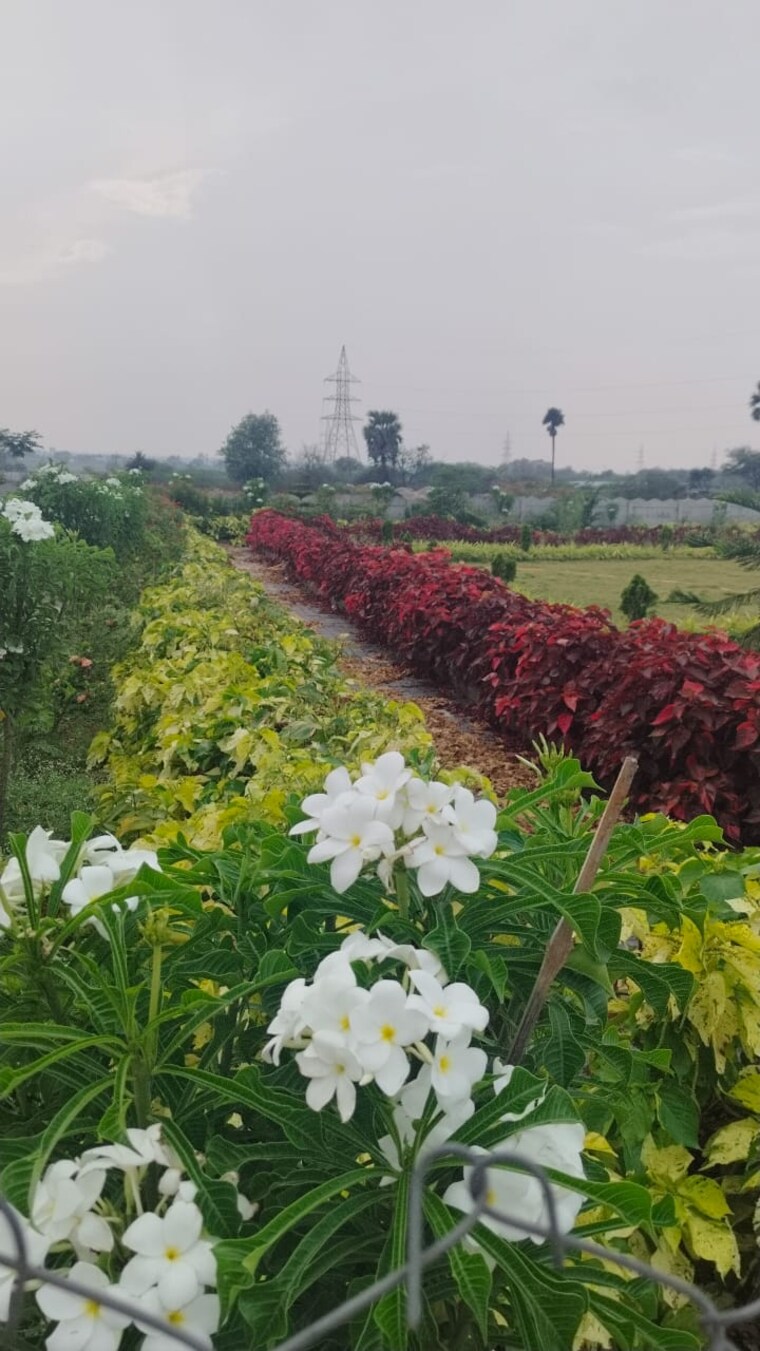 Garden, shadnagar  200 Sq.Yd. Plot In Shadnagar Hyderabad 9381257