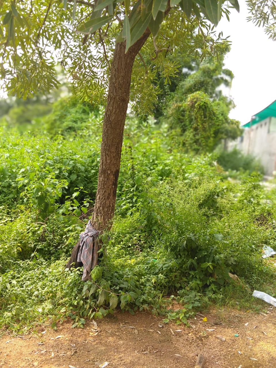 Plot For Sale in Royal Rajputana co